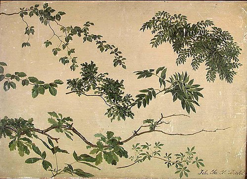 Study of Twigs and Leaves, 1815, Johan Christian Dahl