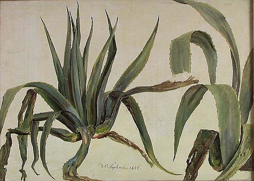Study of Two Agaves, 1820, Johan Christian Dahl