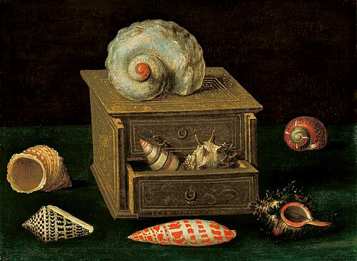 Stilleben mit Meerschnecken, 1638, Jacques Linard