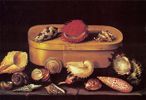 Still life with shells and a wooden box, 1624, Jacques Linard