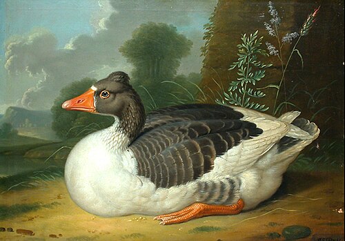 Goose, 1750, Jakob Samuel Beck