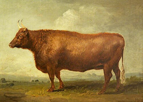 Heifer, , James Ward