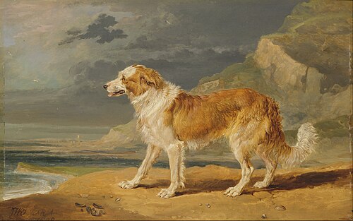 Rough-Coated Collie, 1809, James Ward