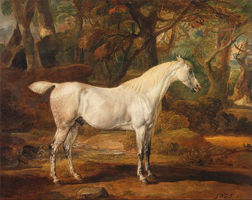Grey Arabian stallion, the property of Sir Watkin Williams-Wynn, 1817, James Ward
