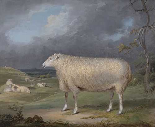 A Border Leicester Ewe, 1797, James Ward