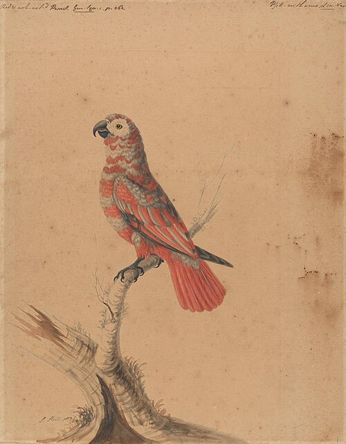 A Red Parrot, 1786, Sarah Stone