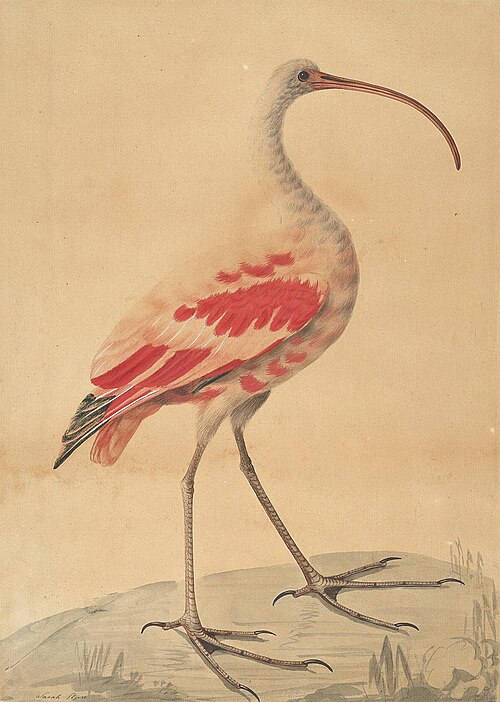 A Scarlet Ibis, 1786, Sarah Stone