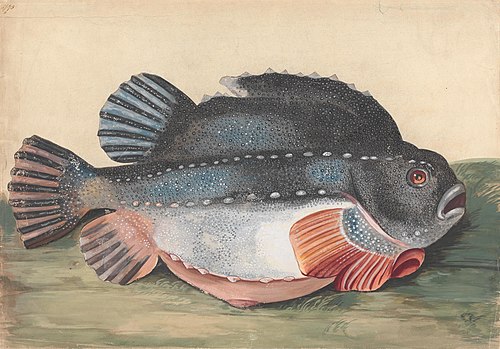 Lumpsucker (Male), , Peter Paillou