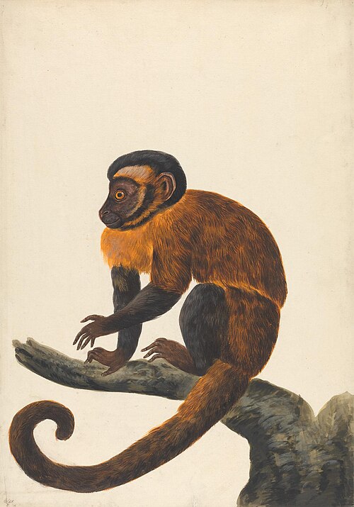 A Capuchin, , Peter Paillou