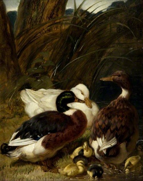 A Group of Ducks, 1852, John Frederick Herring, Sr.