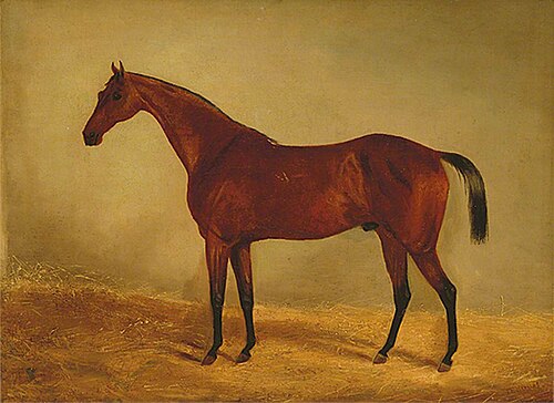 Study of the Horse 'West Australian', Winner of the Derby and St Leger 1853, 1853, John Frederick Herring, Sr.