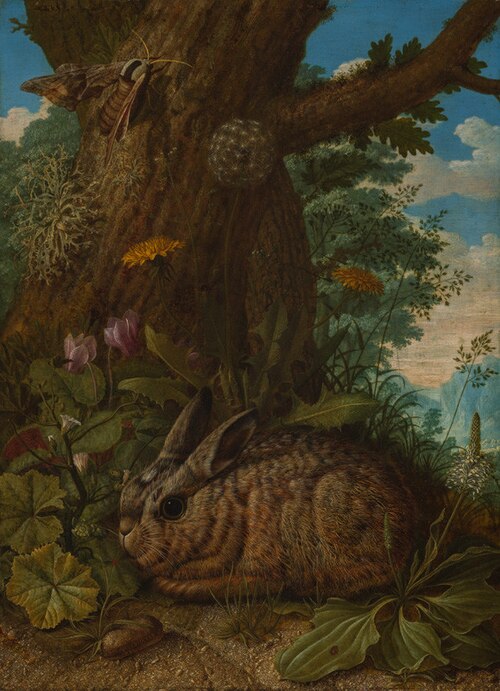 Resting Hare, 1732, Johann Adalbert Angermayer
