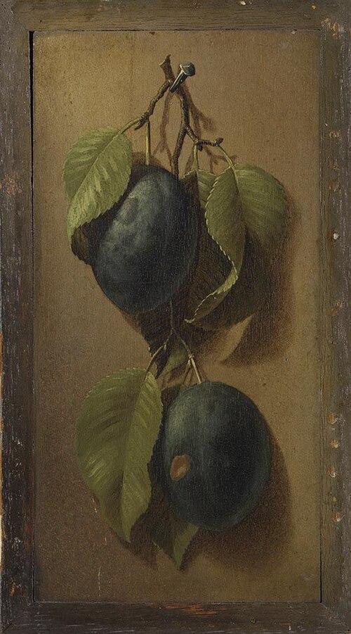Ein Pflaumenzweig, 1707, Johann Adalbert Angermayer