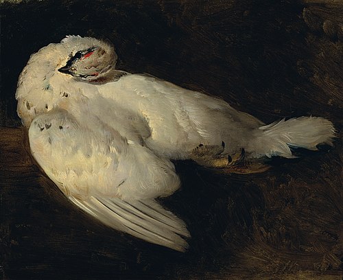 Totes Schneehuhn, , Matthias Ranftl