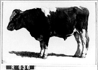Studie van een stier, 1850, Johannes Hubertus Leonardus de