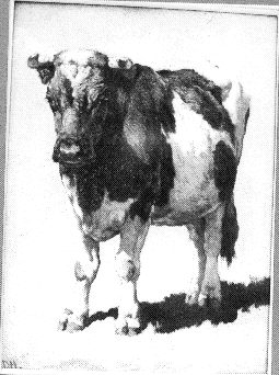 Bull, 1850, Johannes Hubertus Leonardus de