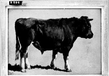 Black bull, 1850, Johannes Hubertus Leonardus de