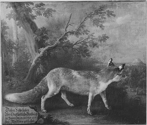 Fuchs, 1747, Joseph Stephan