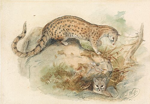Genets, , Joseph Wolf