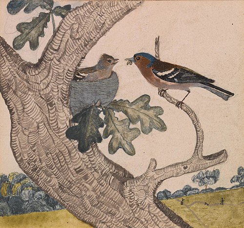 Chaffinch, 1840, Joseph Wolf