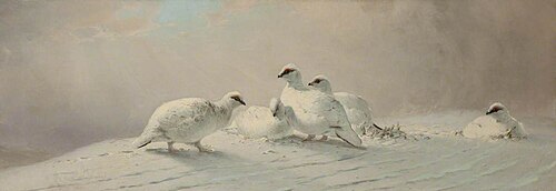 Ptarmigan, 1861, Joseph Wolf