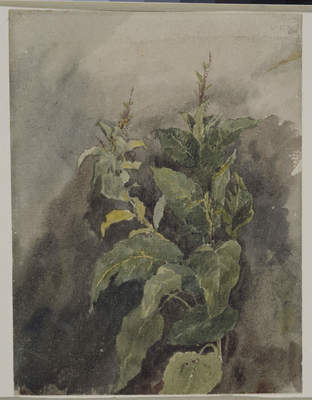 Study of Foliage, 1817, David Cox Jr.