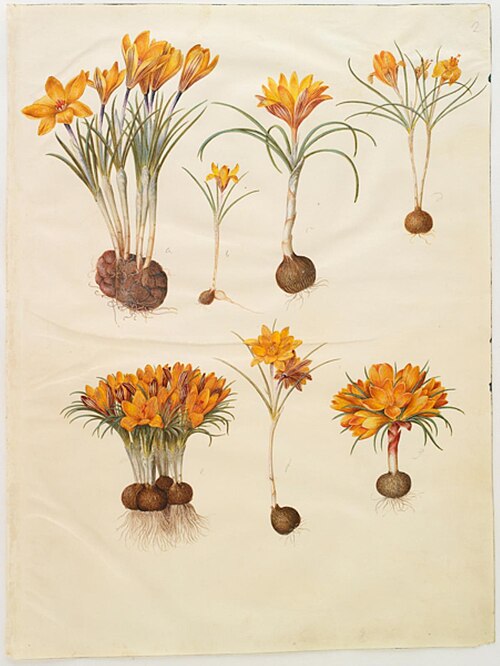 Crocus angustifolius, 1700, Hans Simon Holtzbecker