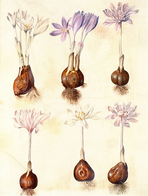 Colchicum autumnale, 1700, Hans Simon Holtzbecker
