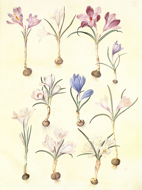 Crocus vernus, 1650, Hans Simon Holtzbecker