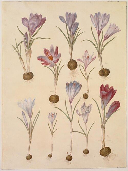 Crocus vernus, 1700, Hans Simon Holtzbecker