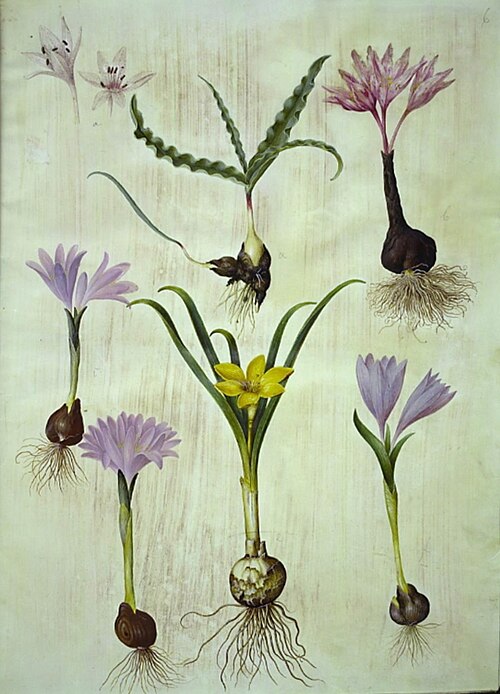 Colchicum variegatum, Bulbocodium vernum, Sternbergia lutea, 1700, Hans Simon Holtzbecker