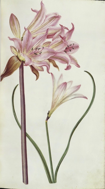 Zephyranthes carinata, 1664, Hans Simon Holtzbecker