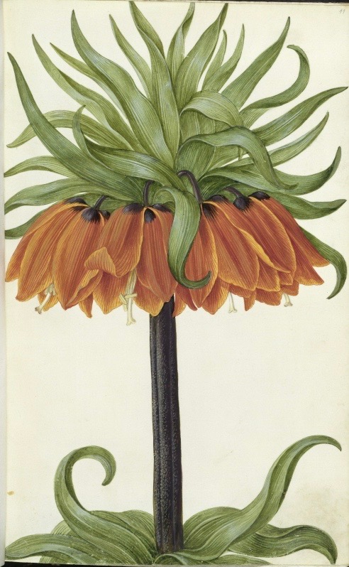 Crown imperial, 1700, Hans Simon Holtzbecker