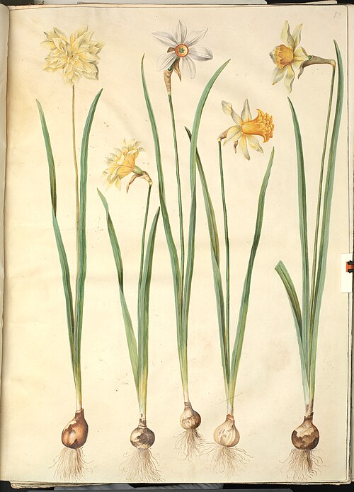 Narcissus pseudonarcissus,  Narcissus poeticus, Narcissus × incomparabilis, 1650, Hans Simon Holtzbecker