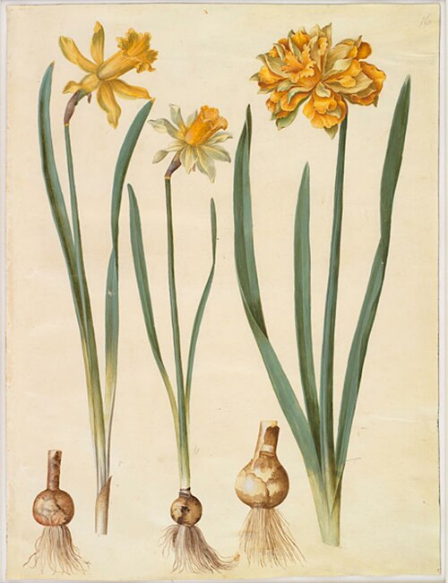 Narcissus pseudonarcissus major, Narcissus pseudonarcissus bicolor, Narcissus pseudonarcissus, 1700, Hans Simon Holtzbecker