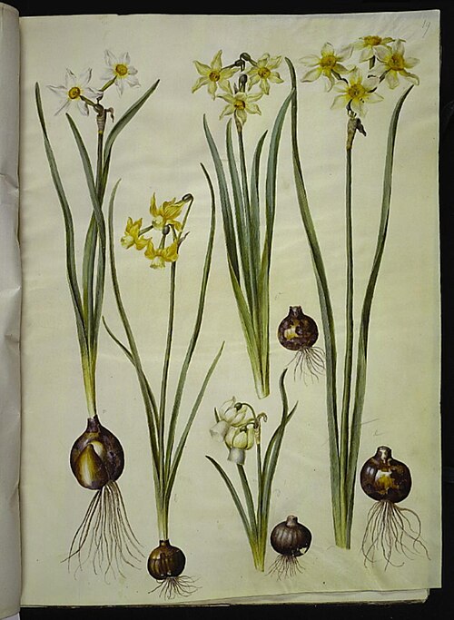Narcissus poeticus; Narcissus triandrus; Narcissus ×medioluteus, 1700, Hans Simon Holtzbecker