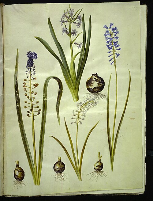 Hyacinthus orientalis, Muscari comosum, Brimeura amethystina, 1700, Hans Simon Holtzbecker
