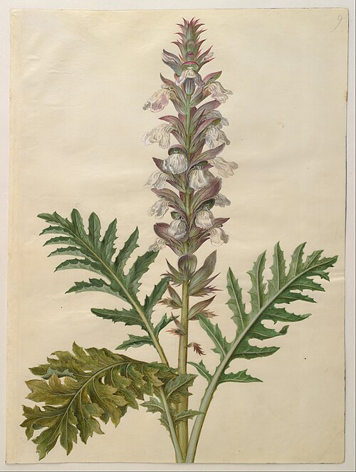 Acanthus mollis, 1650, Hans Simon Holtzbecker
