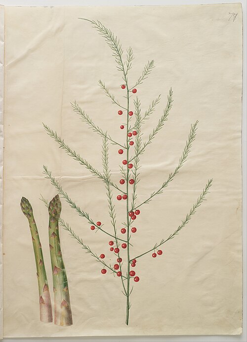 Asparagus officinalis, 1650, Hans Simon Holtzbecker
