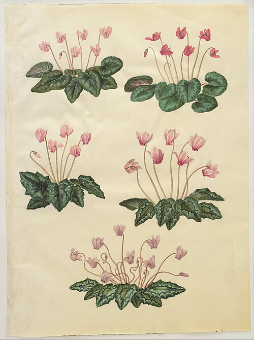 Cyclamen purpurascens; Cyclamen hederifolium, 1650, Hans Simon Holtzbecker