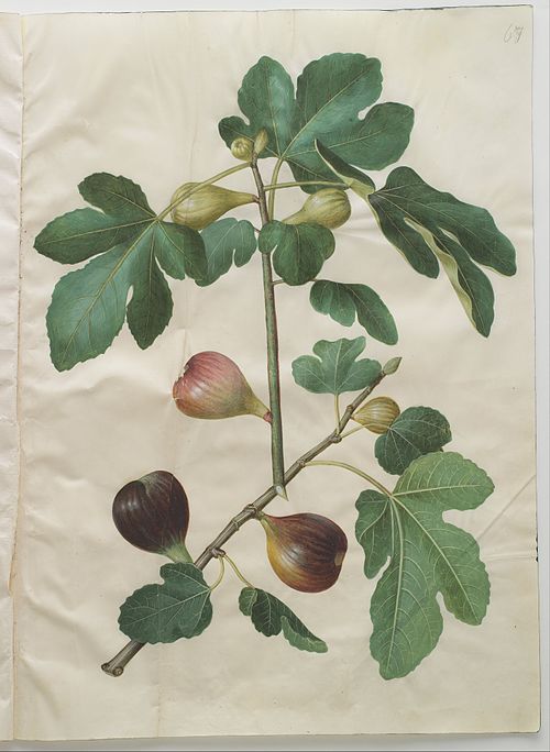 Ficus carica, 1650, Hans Simon Holtzbecker