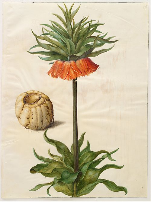 Fritillaria imperialis, 1650, Hans Simon Holtzbecker