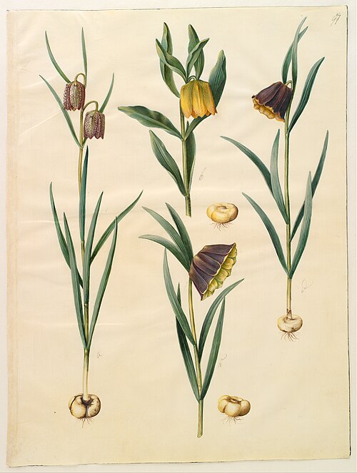 Fritillaria meleagris; Fritullaria lutea eller Fritullaria latifolia var lutea; Fritillaria pyrenaic, 1650, Hans Simon Holtzbecker