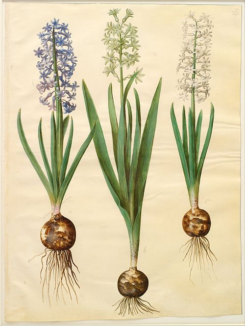 Hyacinthoides orientalis simp et pl, 1650, Hans Simon Holtzbecker