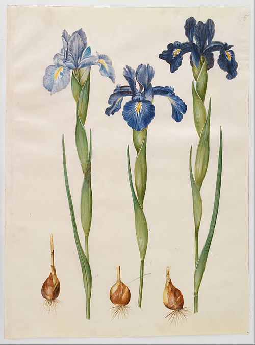 Iris xiphioides, 1650, Hans Simon Holtzbecker