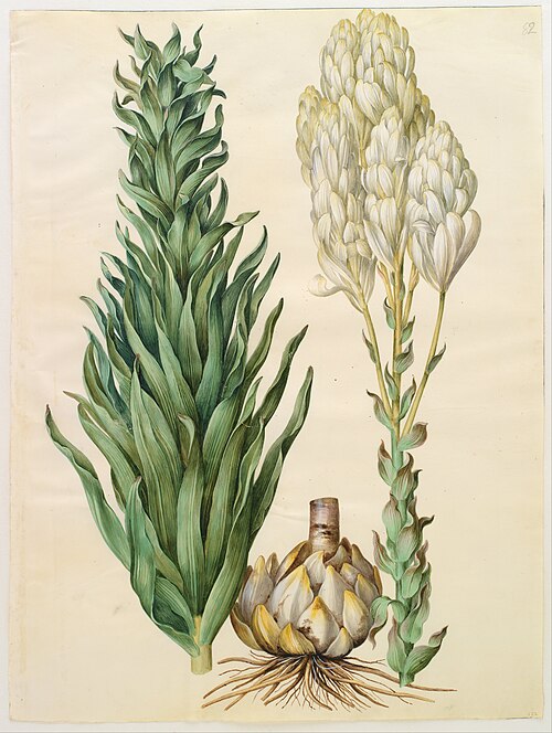 Lilium candidum monstrosum, 1650, Hans Simon Holtzbecker