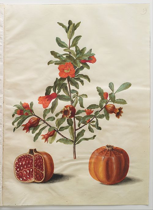 Punica granatum simp et pl, 1650, Hans Simon Holtzbecker