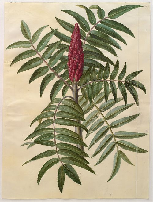 Rhus typhina, 1650, Hans Simon Holtzbecker