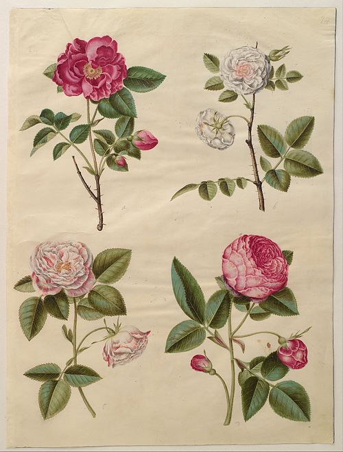 Rosa gallica, 1650, Hans Simon Holtzbecker