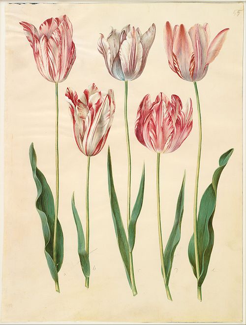 Tulipa gesneriana, 1650, Hans Simon Holtzbecker